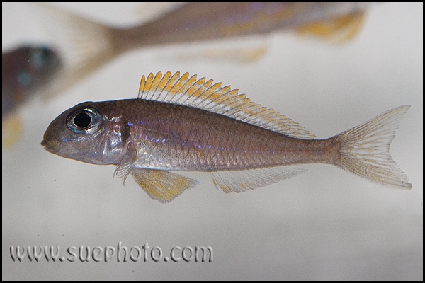 Xenotilapia flavipinnis 'Kashenge'